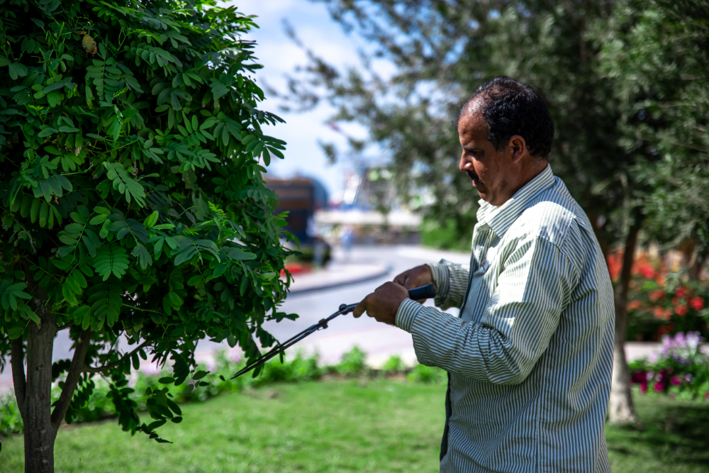 Stump Removal and Emergency Tree Services in Monrovia What Homeowners Need to Know
