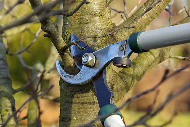Ewa Beach tree pruning services