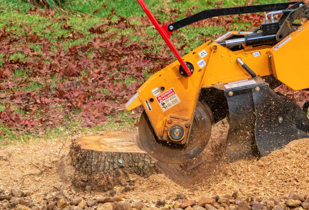 Stump removal Mendon NY