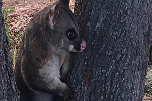 Pest Control Yarralumla