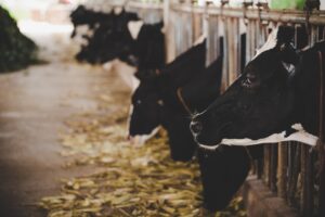 Animal Feed Supplements | Cattle Feed Supplements | Veterinary Feed Supplements