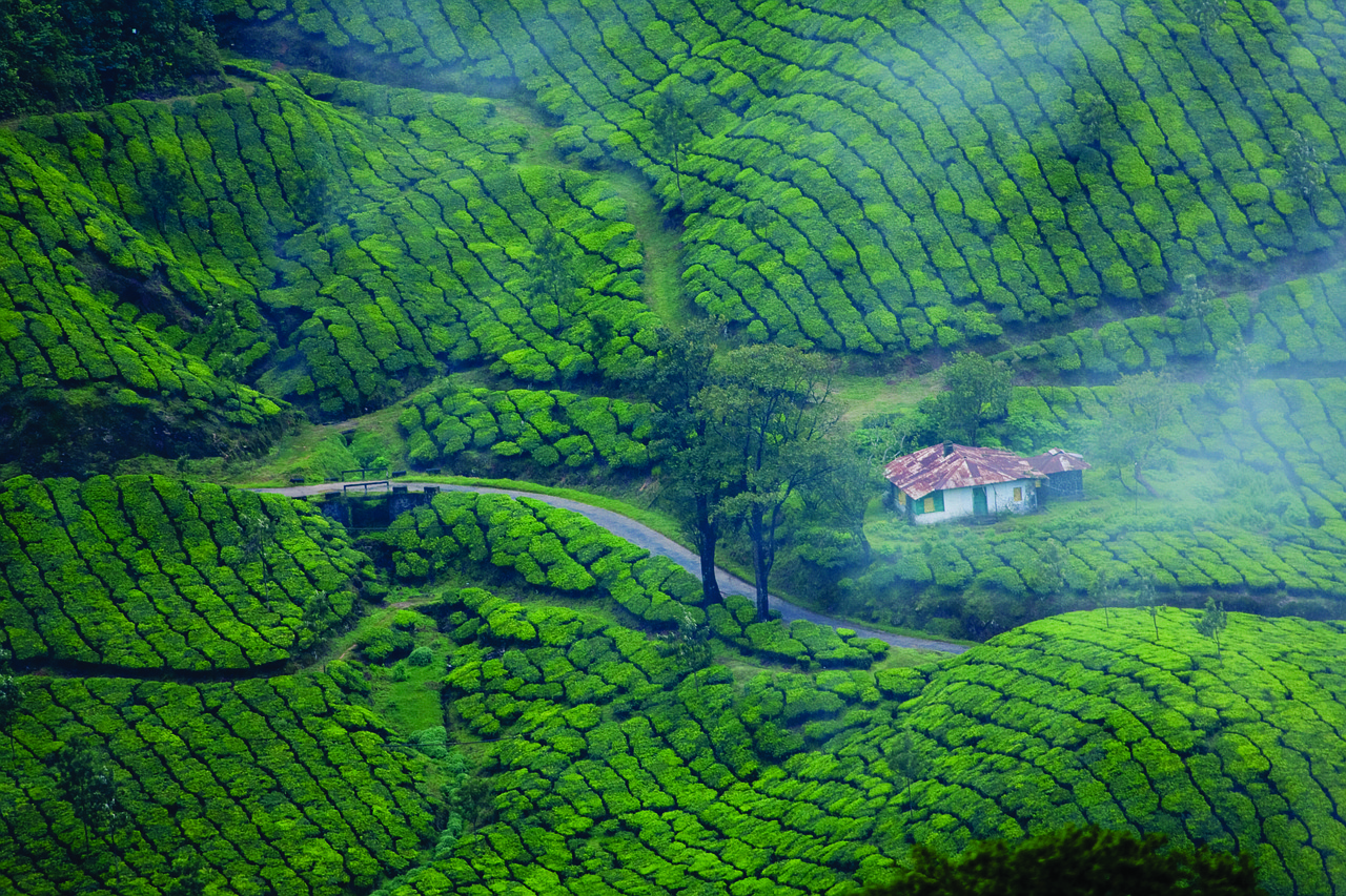 6 Days Kochi Munnar Thekkady Alleppey Tour